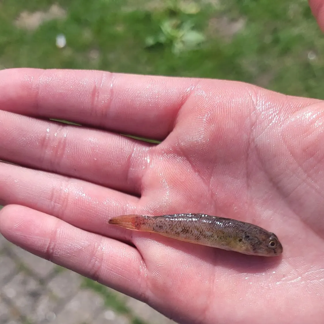 The most recent Common goby catches on Fishbrain