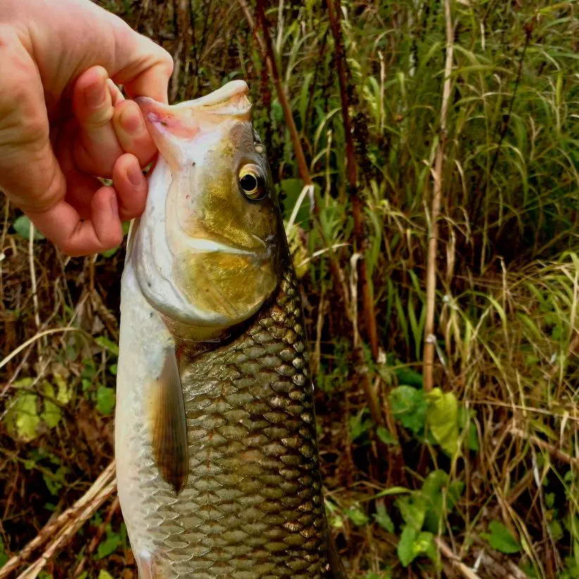 European chub caught on Fishbrain