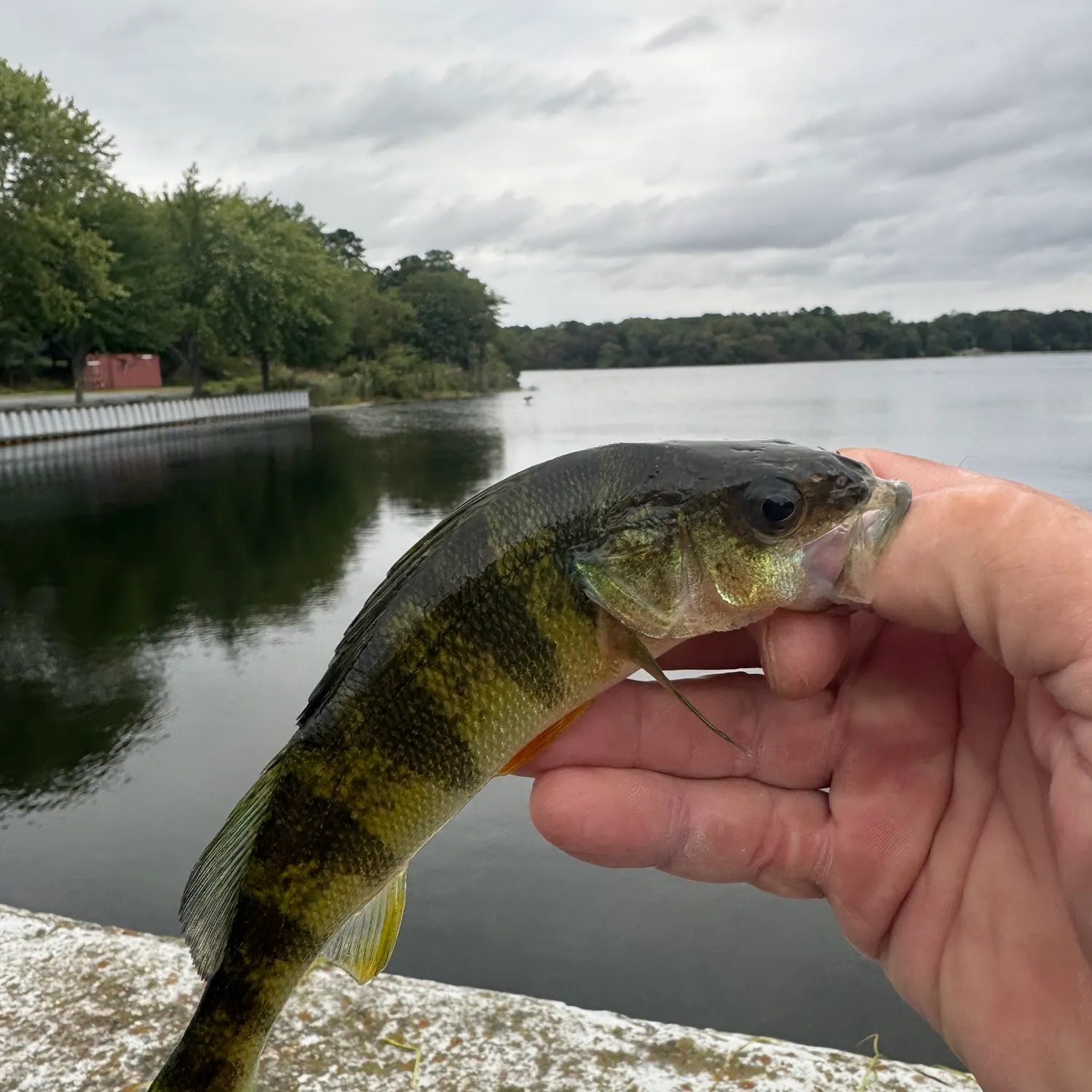 Yellow perch caught on Fishbrain