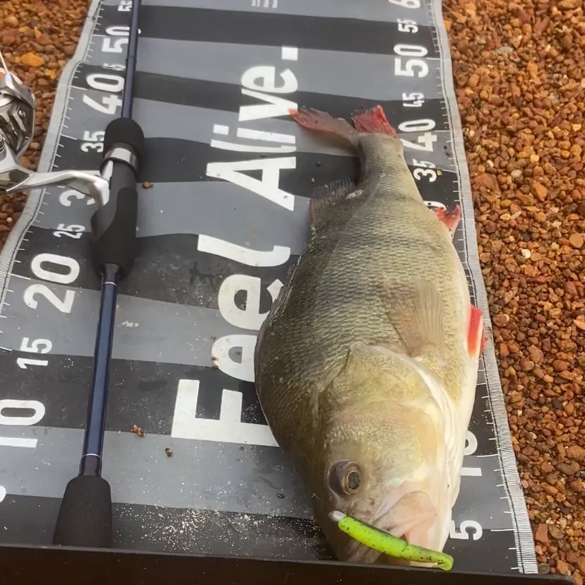European perch caught on Fishbrain