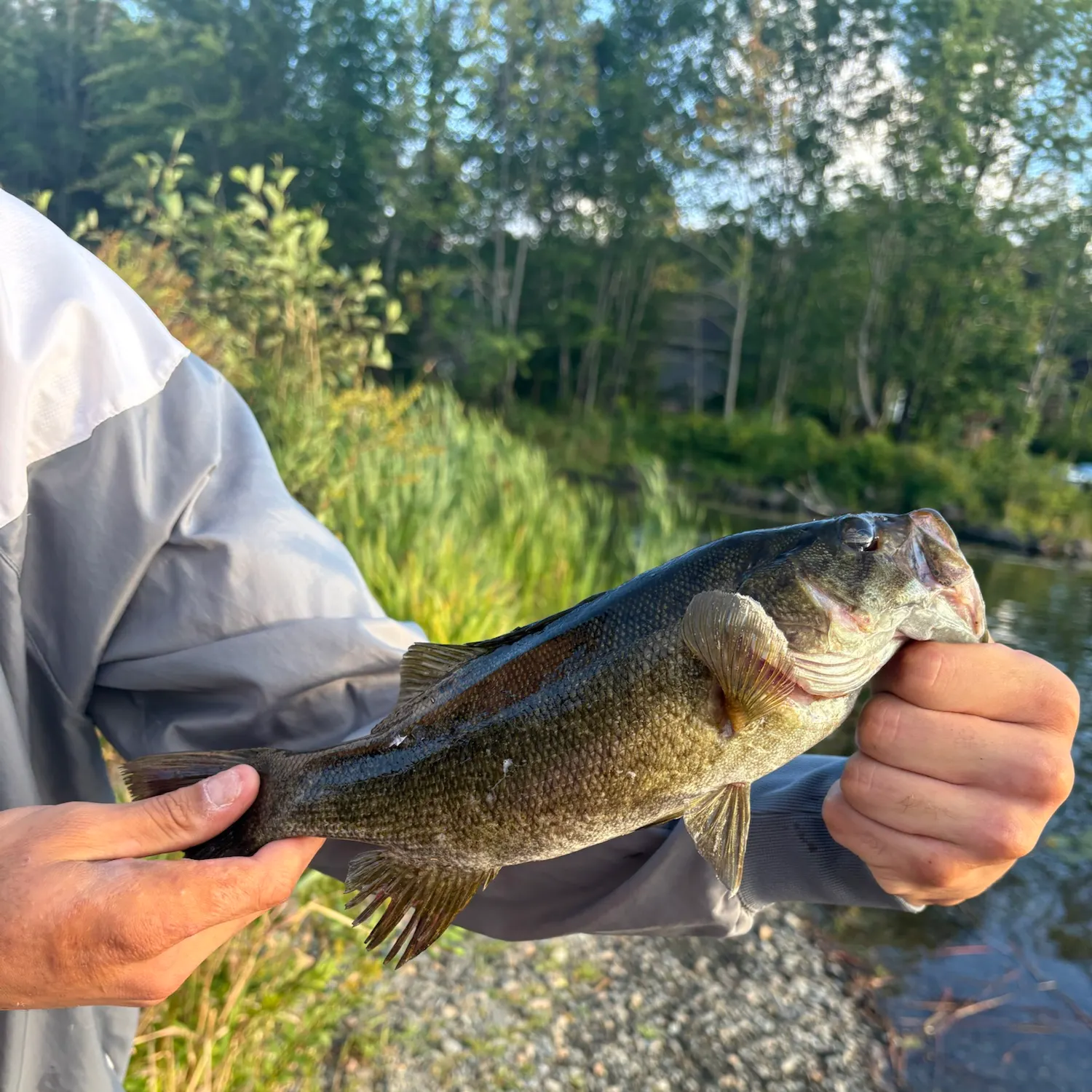 Smallmouth bass caught on Fishbrain
