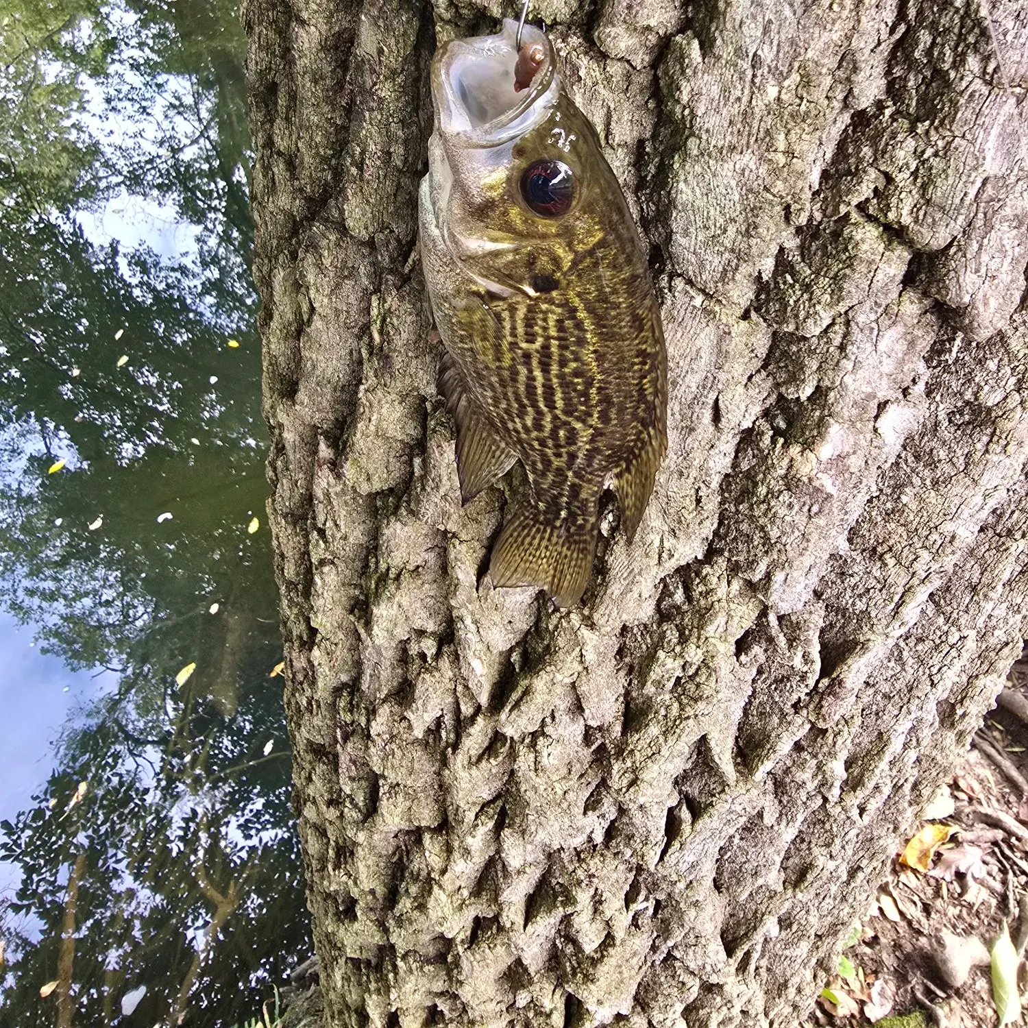Rock bass caught on Fishbrain