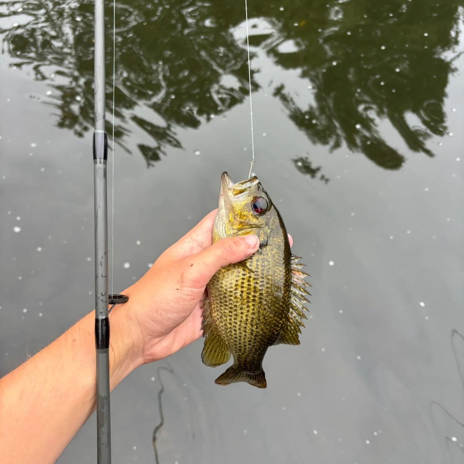 Rock bass caught on Fishbrain