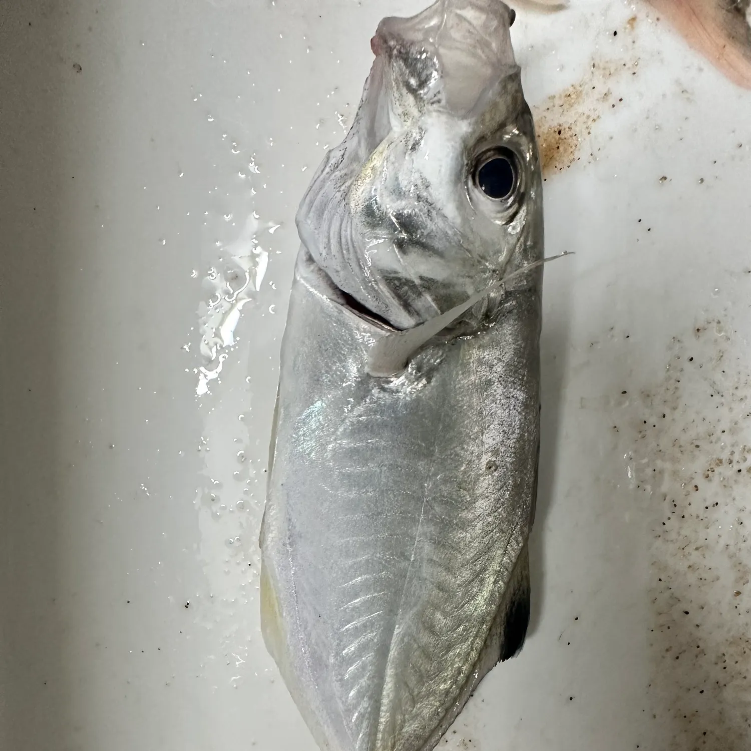 Fishing in India ️️️️ Explore the best fishing spots and areas