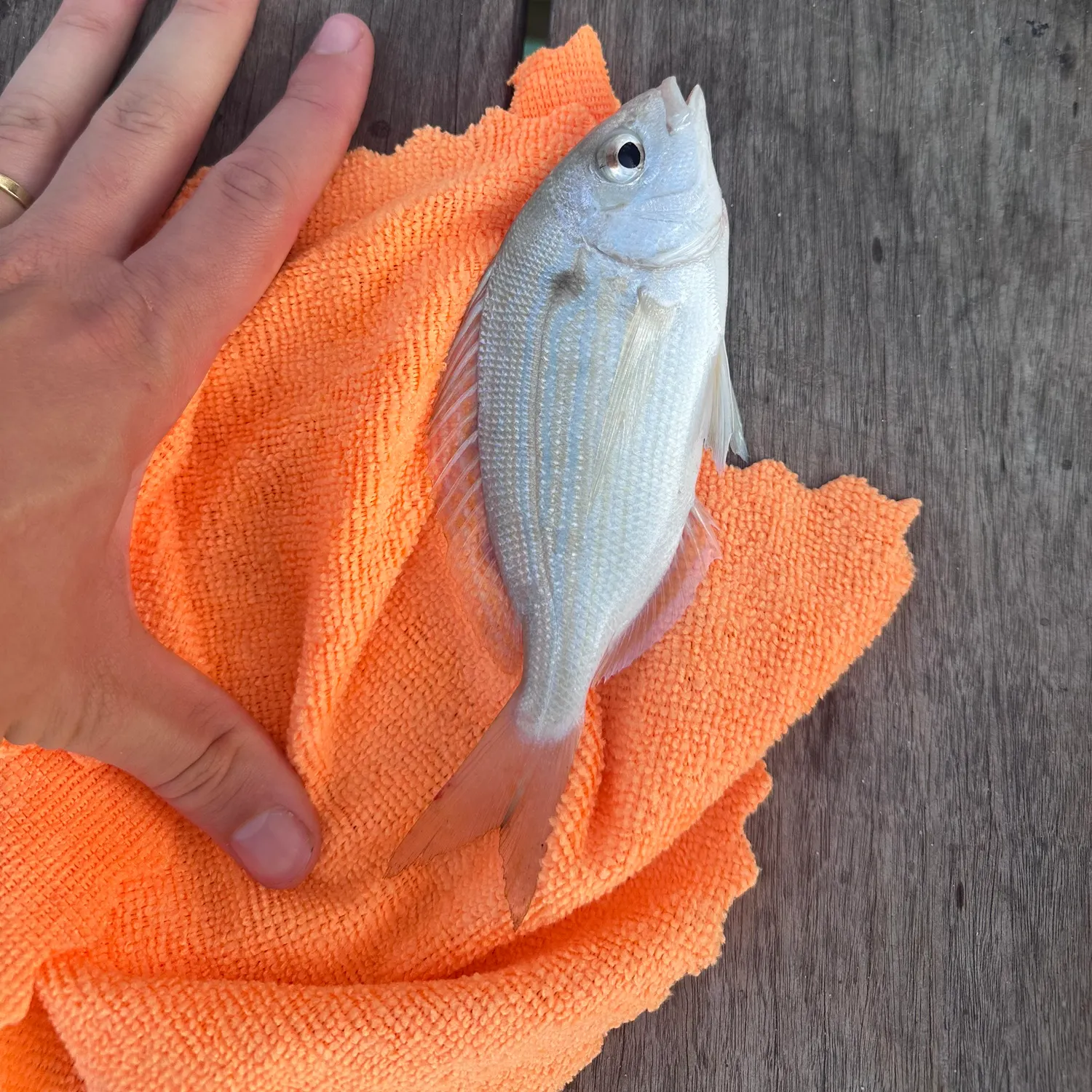 catch