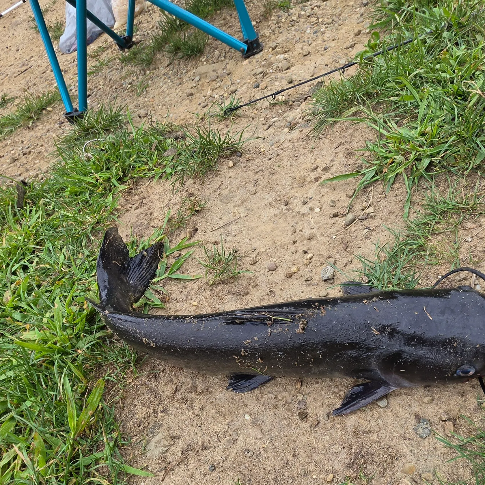 Blue catfish caught on Fishbrain