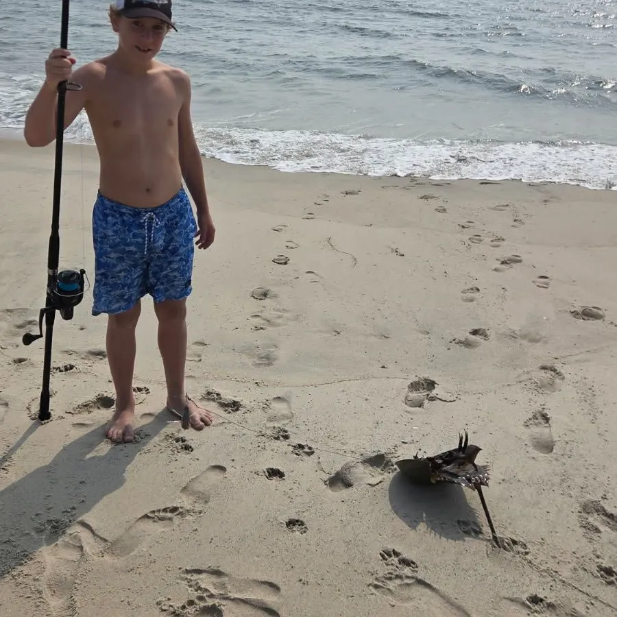 The most recent Atlantic horseshoe crab catches on Fishbrain