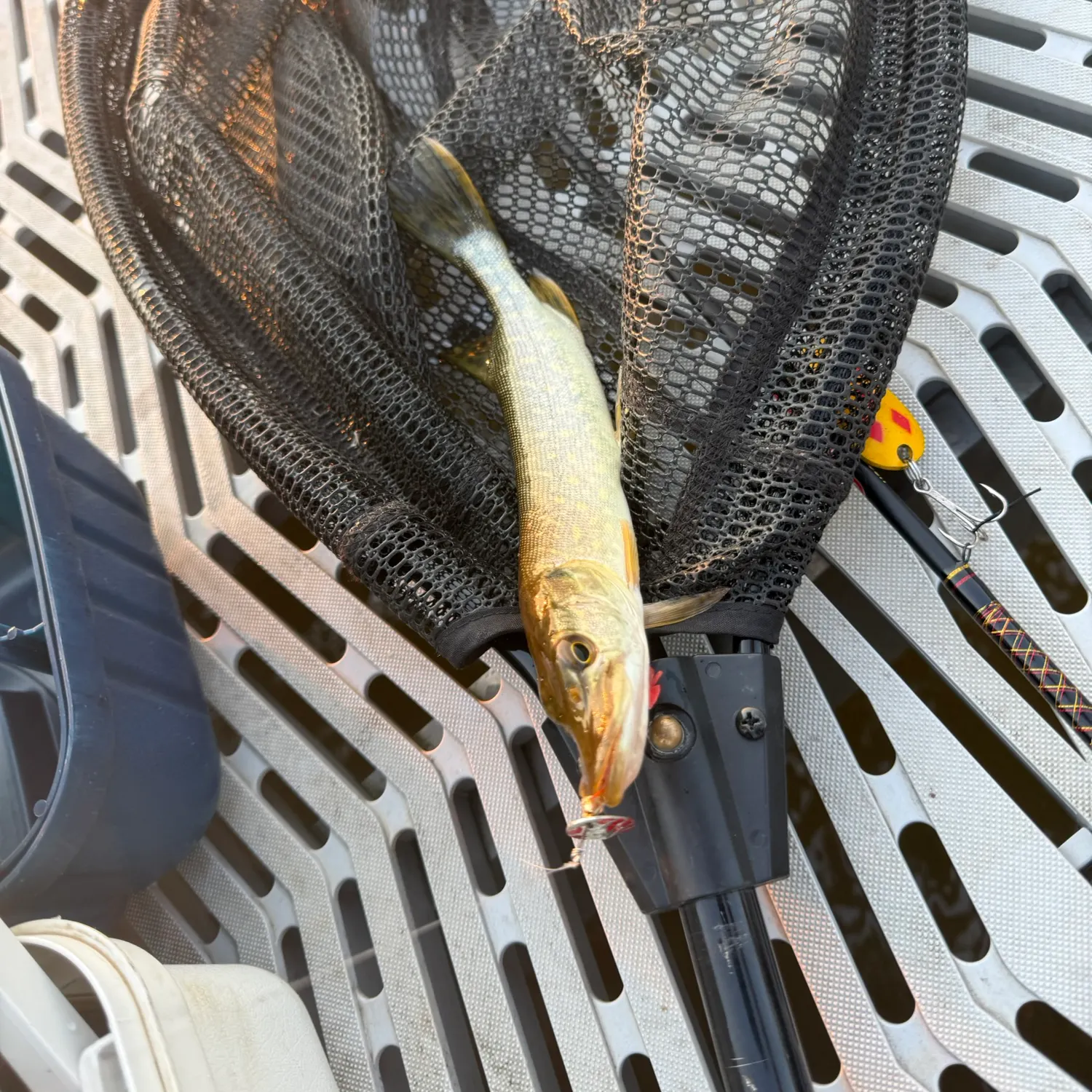 Northern pike caught on Fishbrain