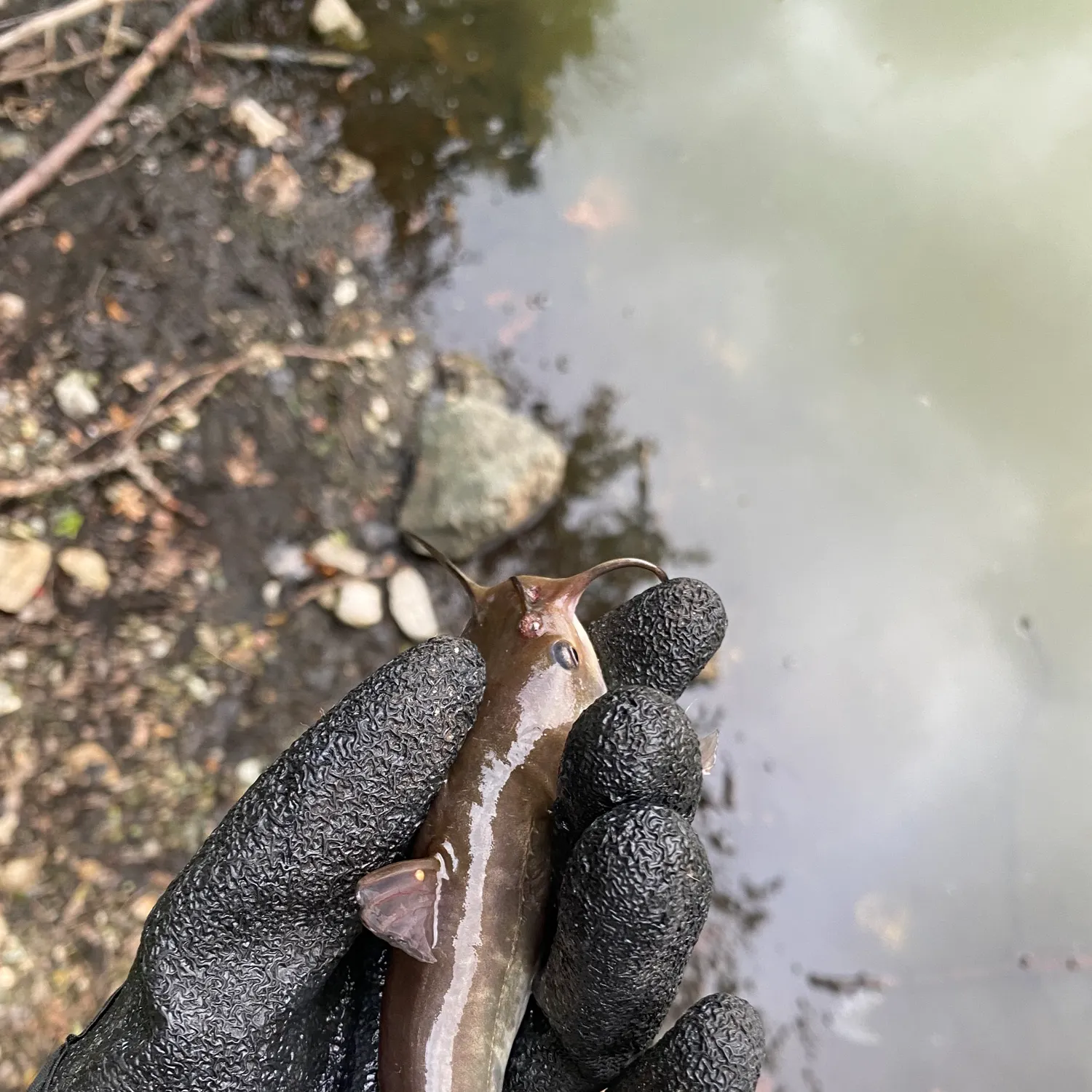 Yellow bullhead caught on Fishbrain