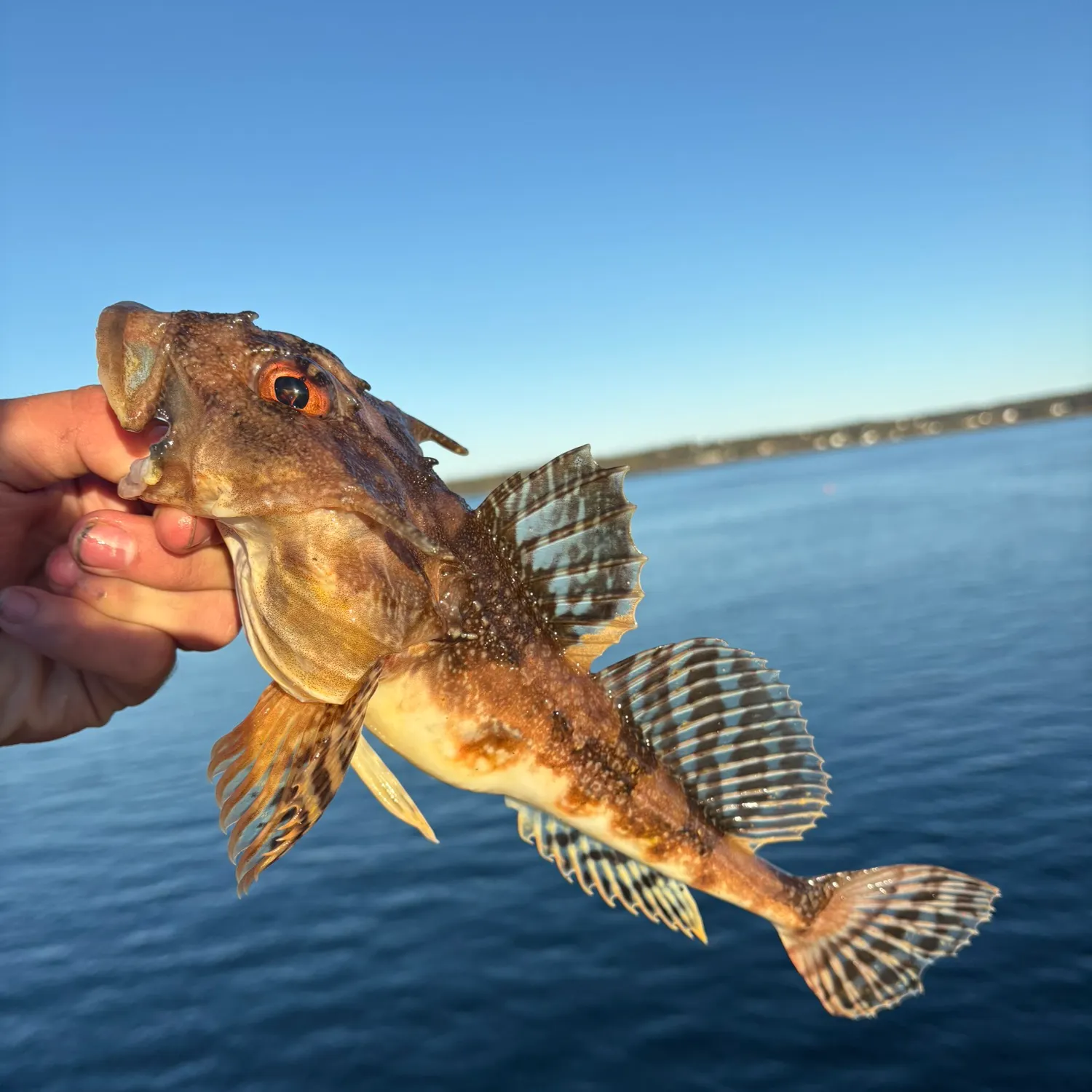 The most recent Longhorn sculpin catches on Fishbrain