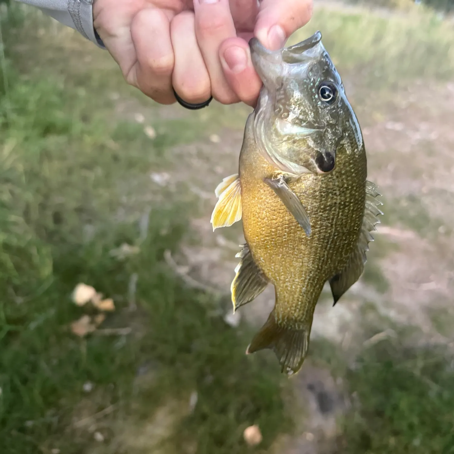 Green sunfish caught on Fishbrain