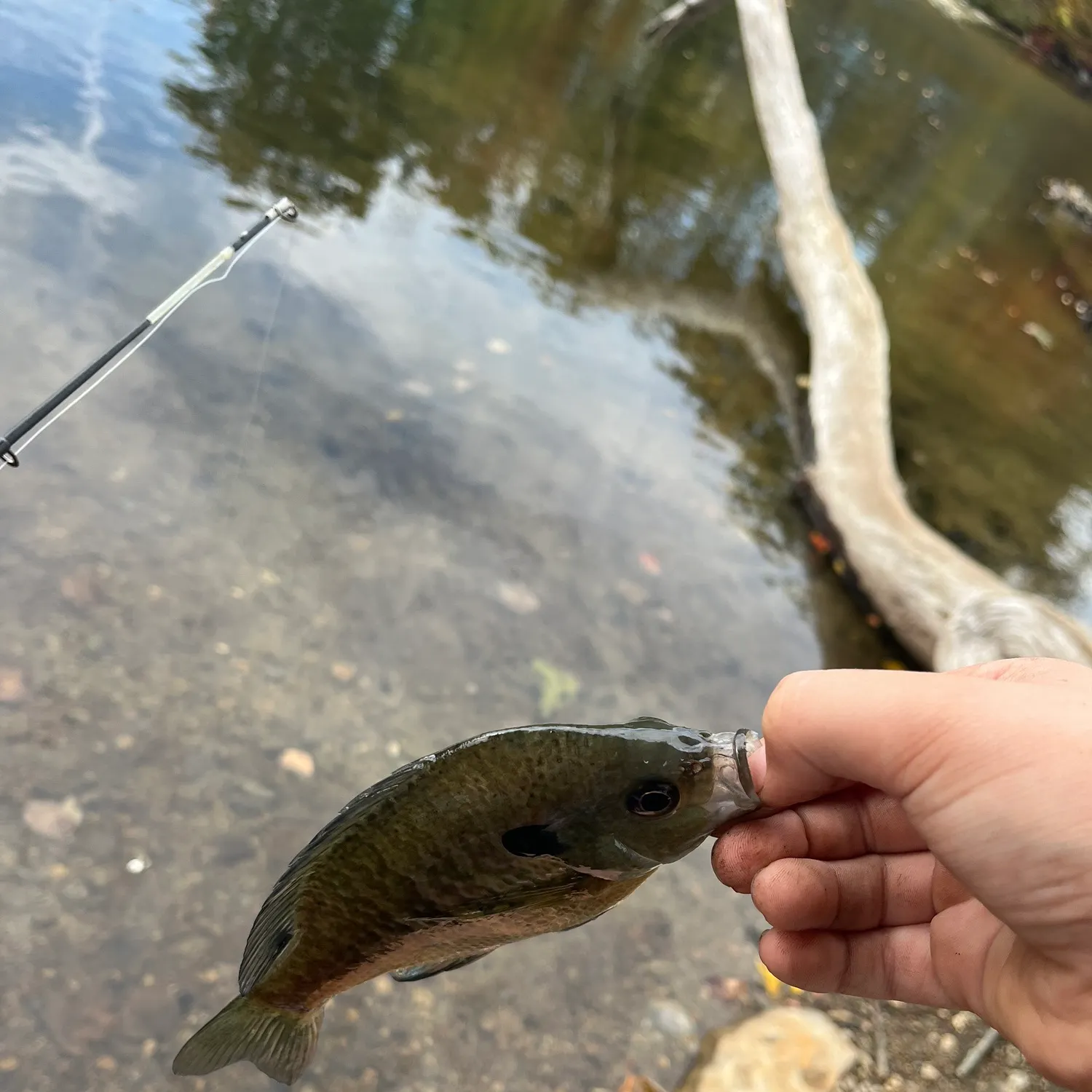 Bluegill caught on Fishbrain