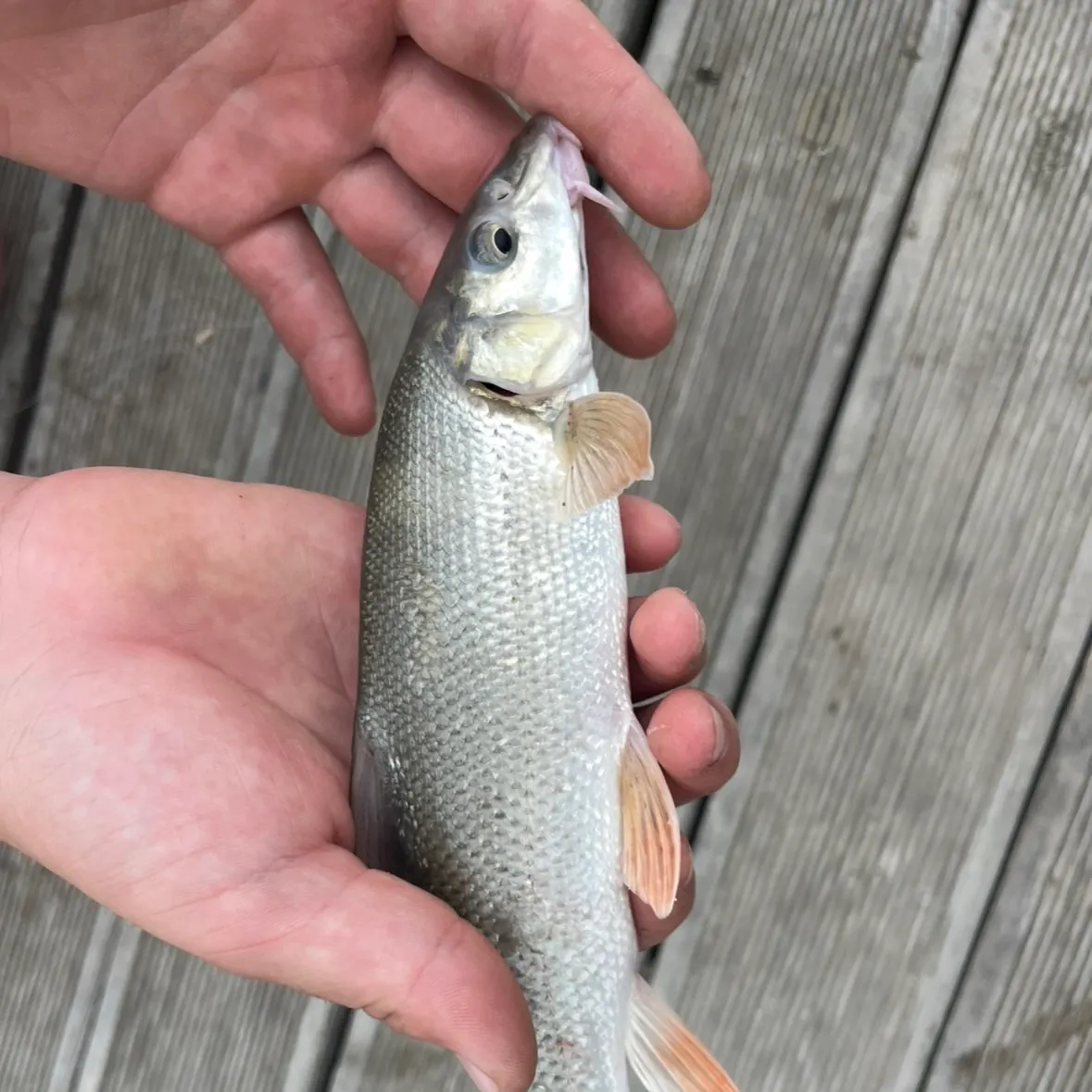 Common barbel caught on Fishbrain