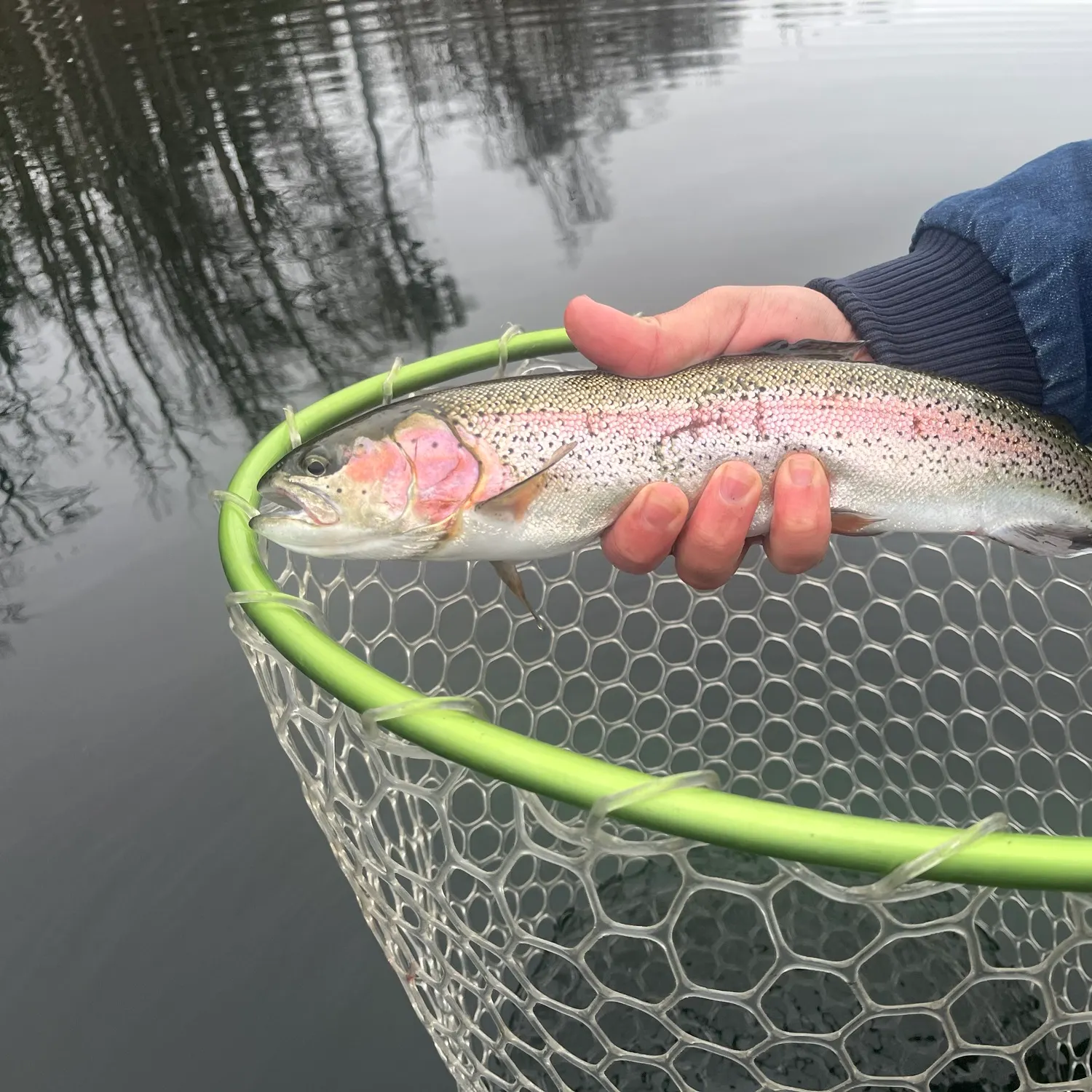 Rainbow trout caught on Fishbrain