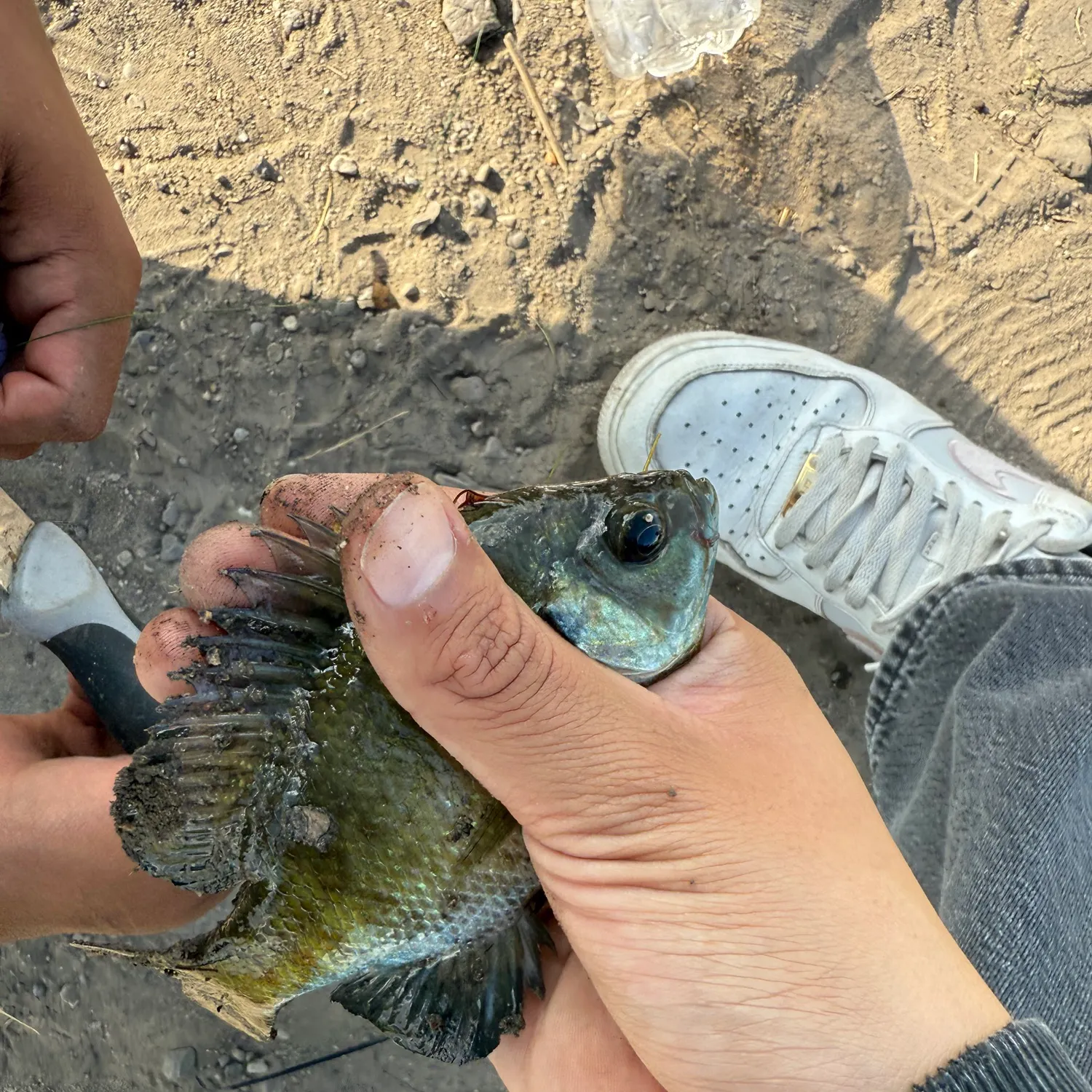 The most recent Bluegill catches on Fishbrain