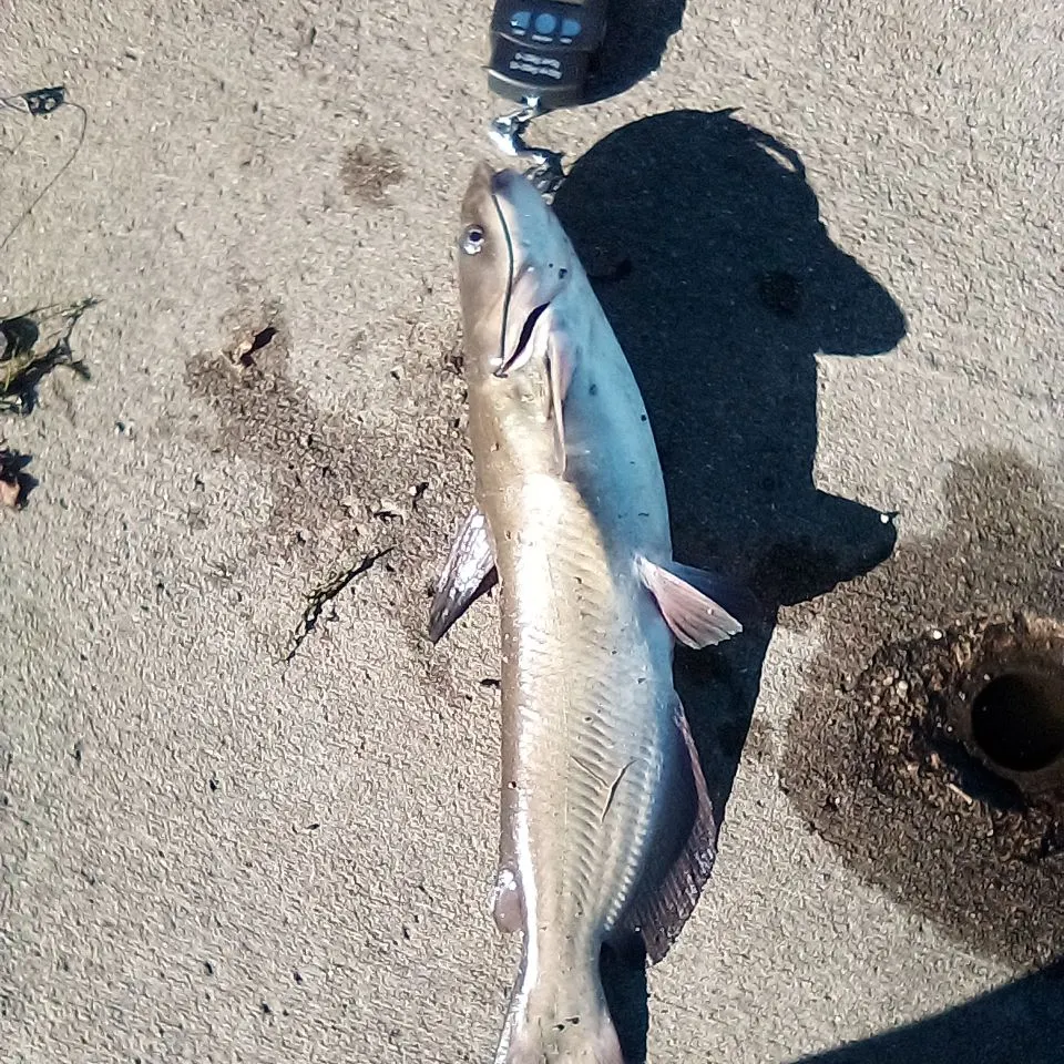 Channel catfish caught on Fishbrain