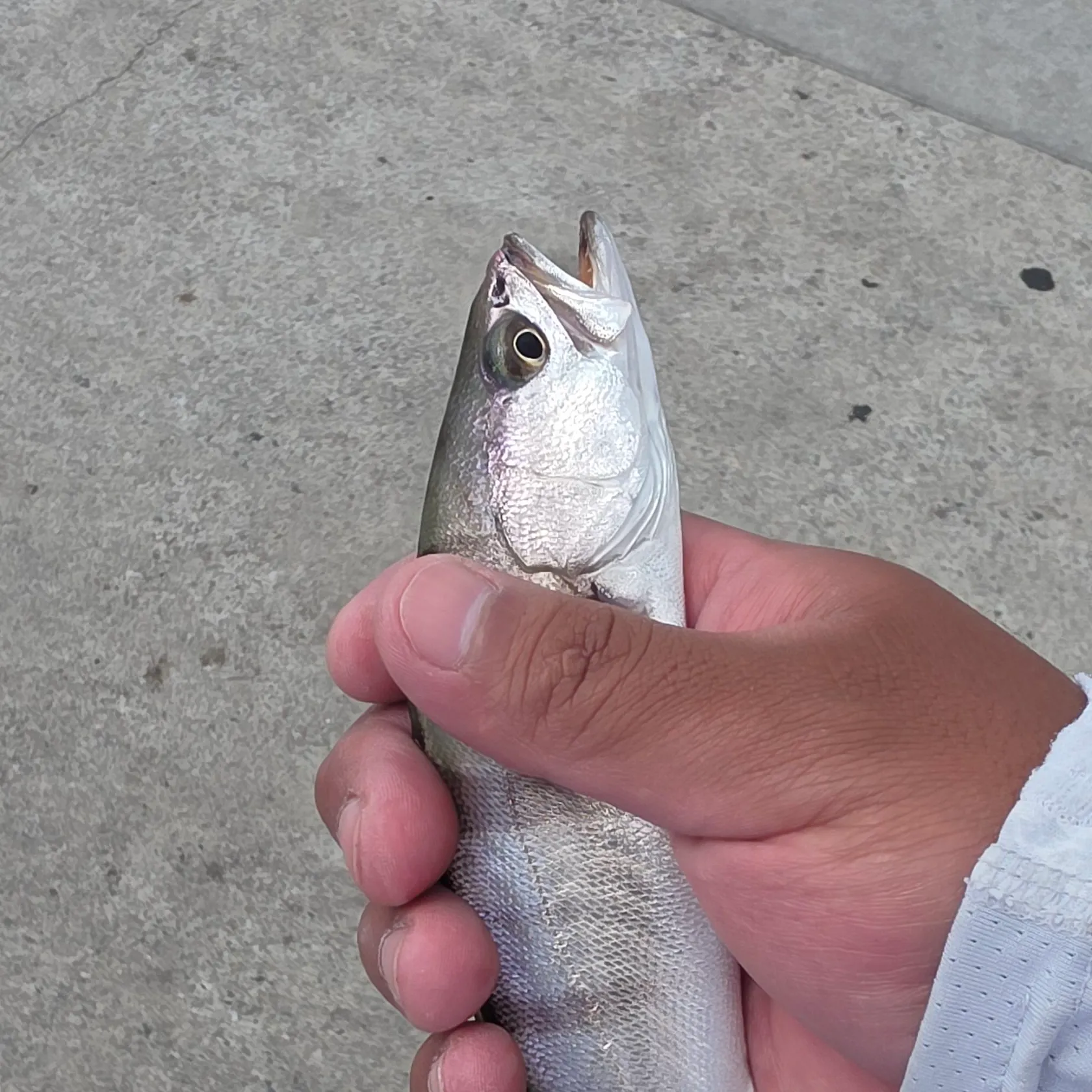 The most recent White seabass catches on Fishbrain