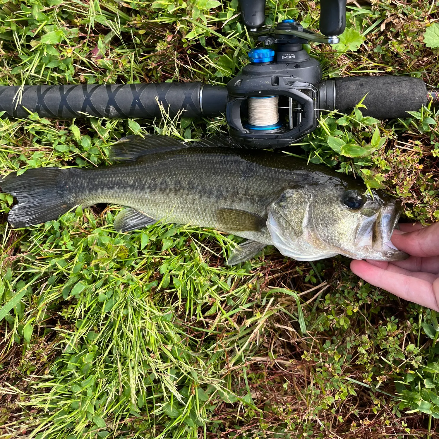 Largemouth bass caught on Fishbrain