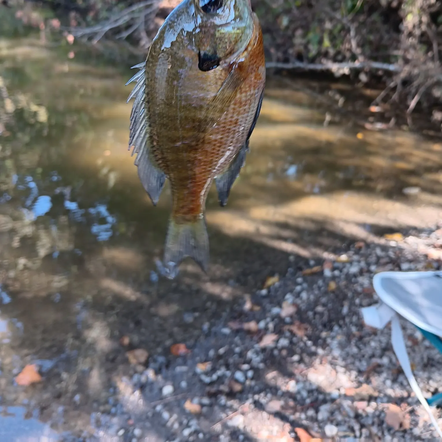 Bluegill caught on Fishbrain
