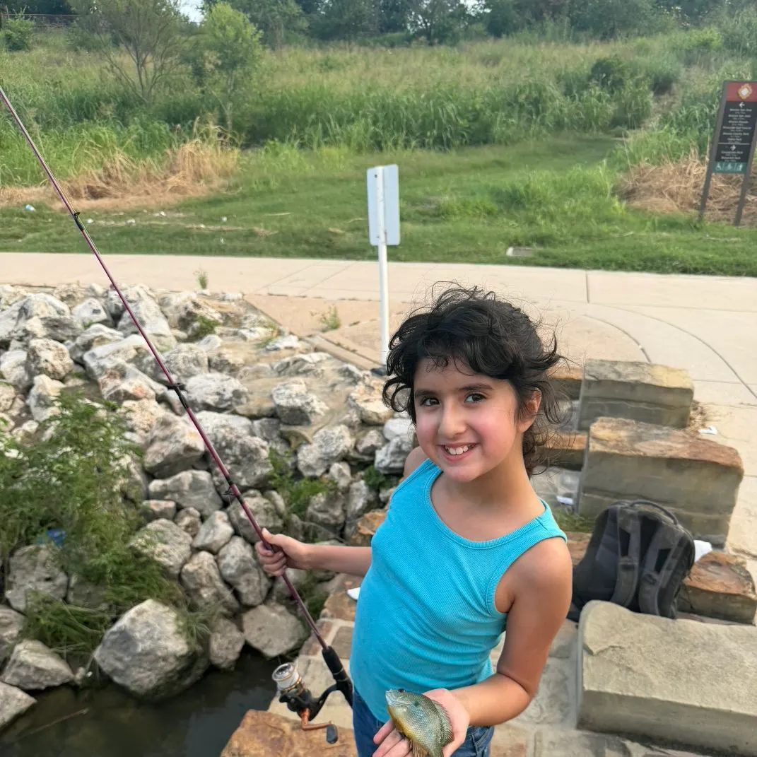 The most recent Common rudd catches on Fishbrain