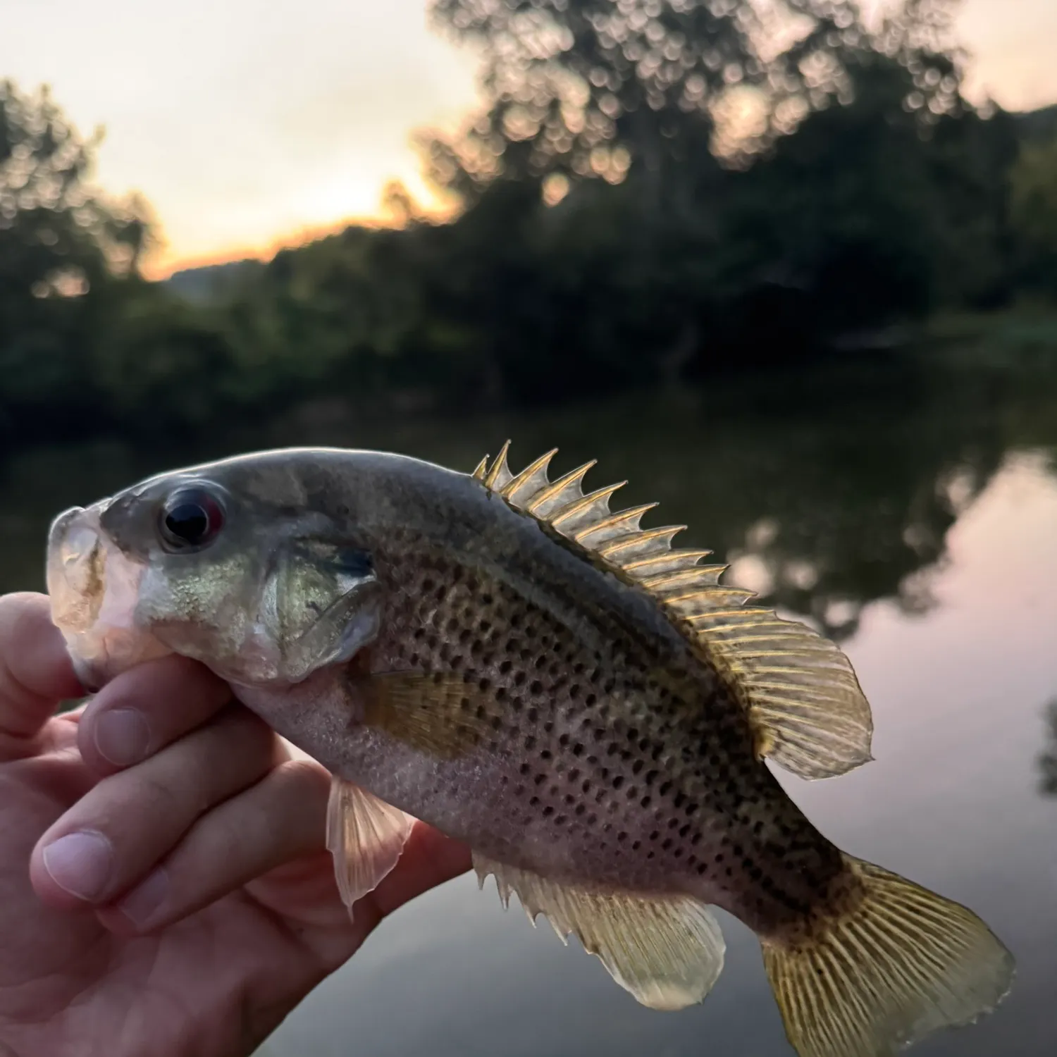Rock bass caught on Fishbrain