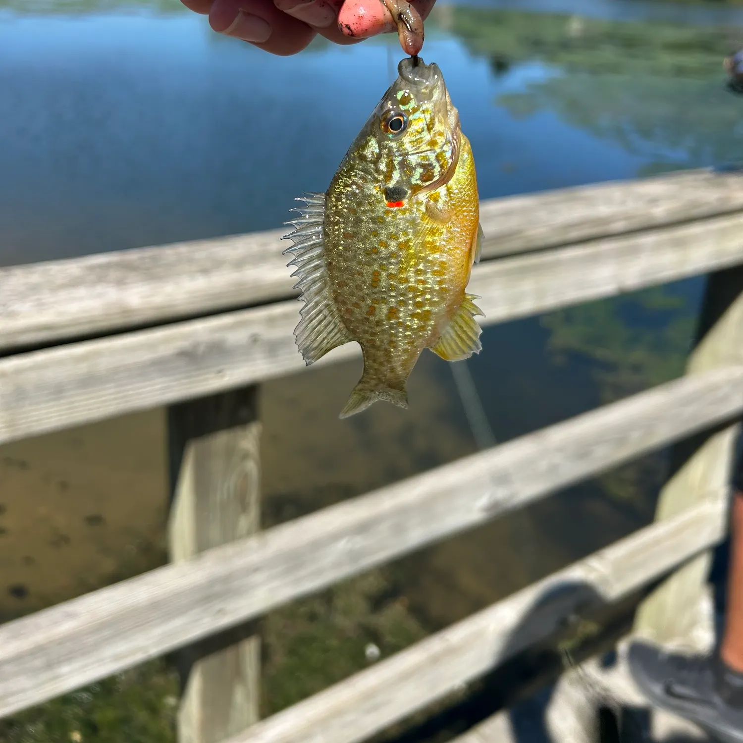 Pumpkinseed caught on Fishbrain