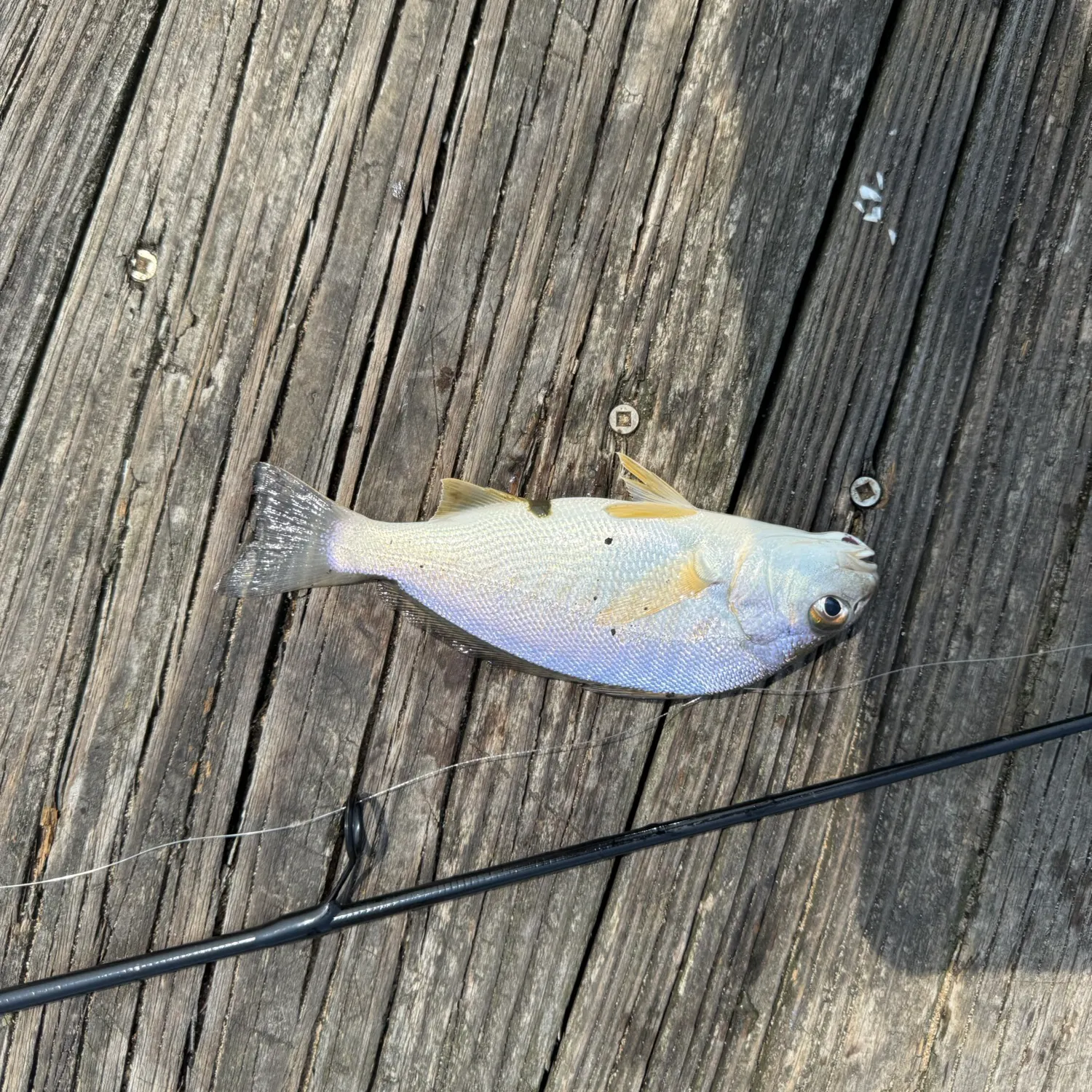 The most recent Silver perch catches on Fishbrain