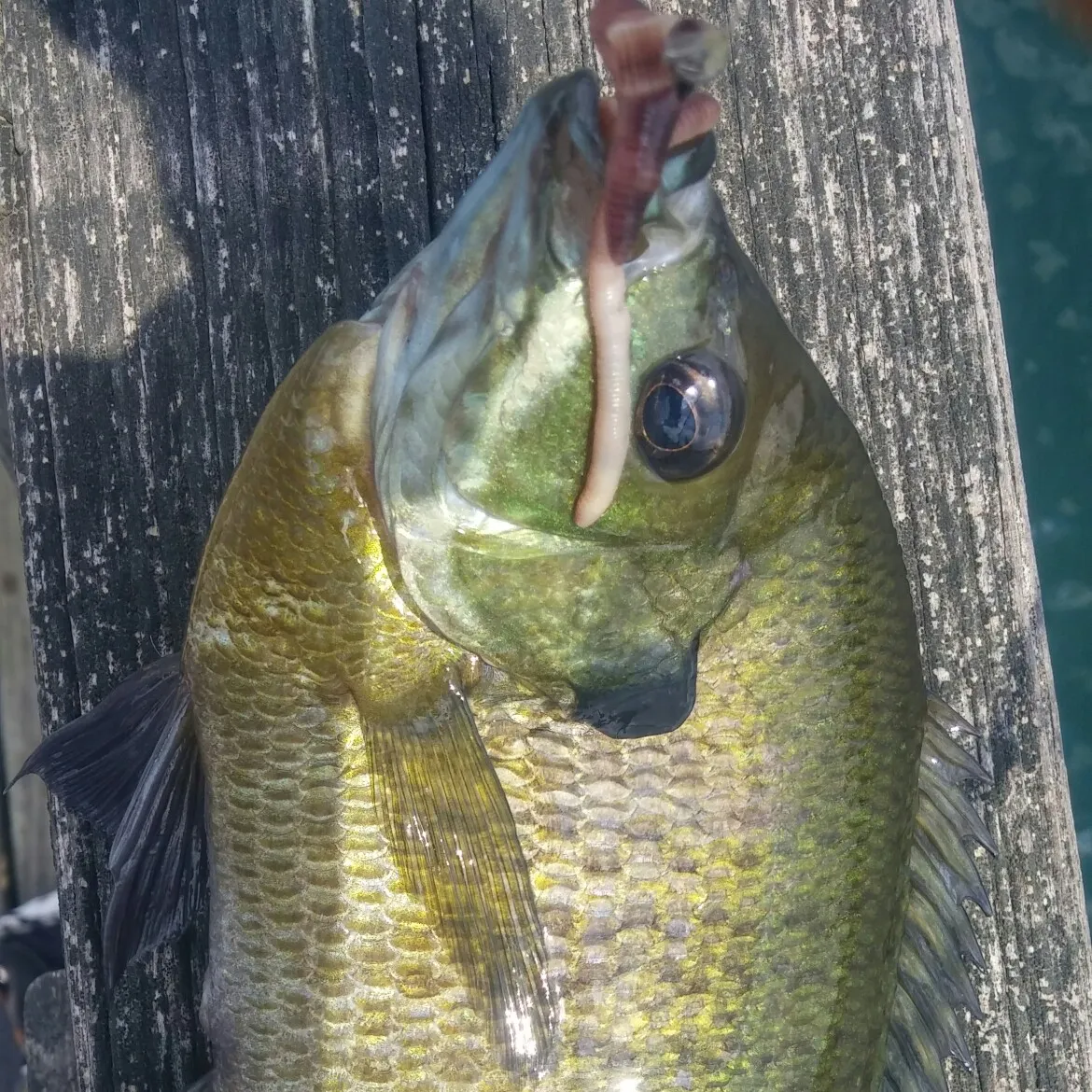 angler catch