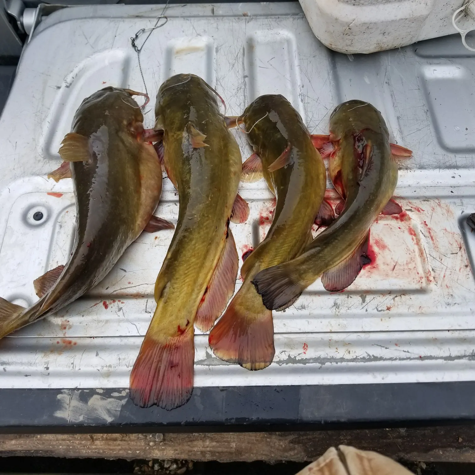 recently logged catches