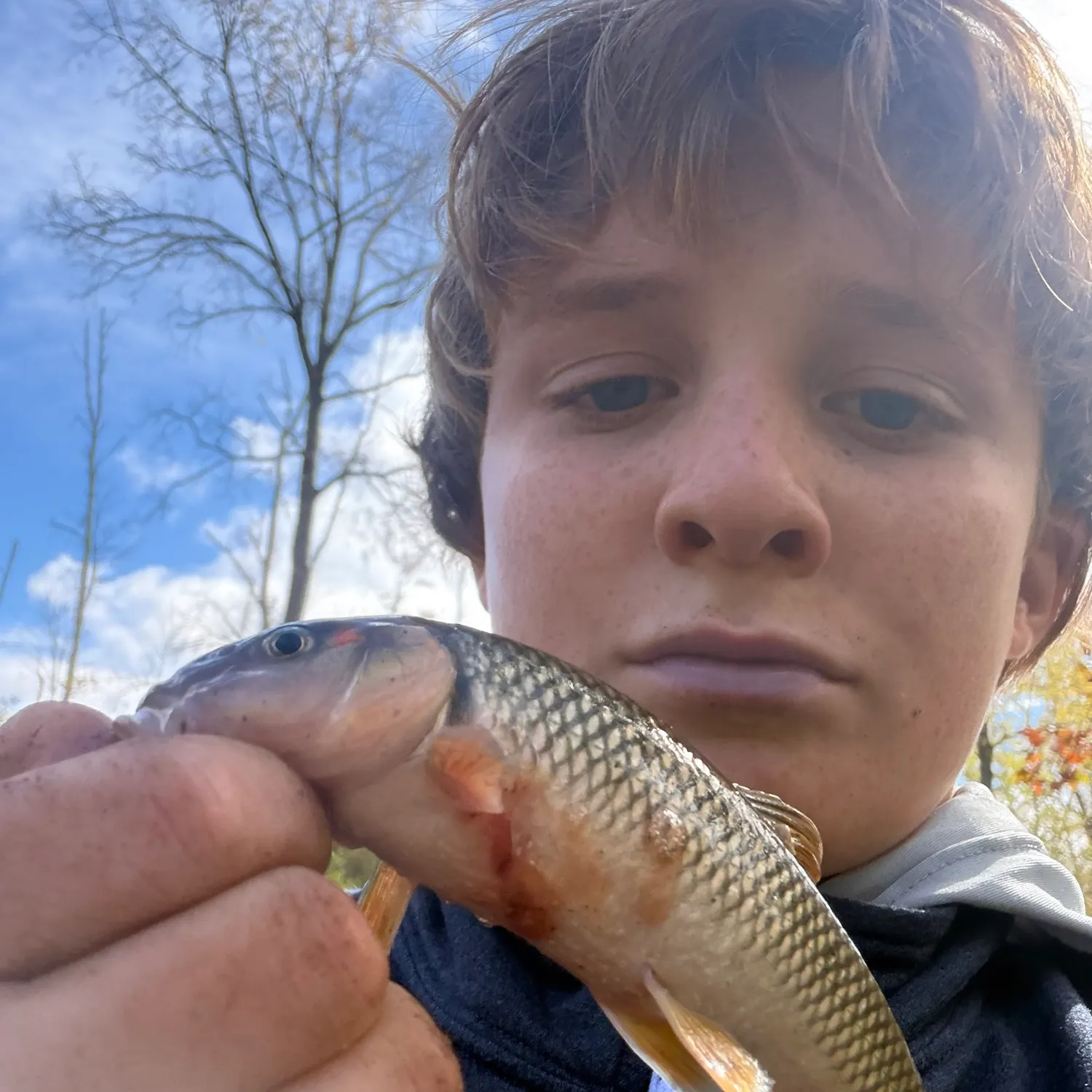 Hornyhead chub caught on Fishbrain