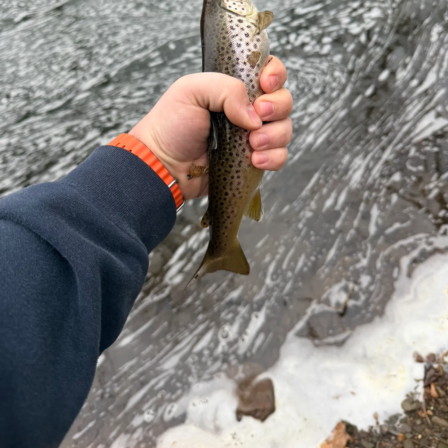 The most recent Brown trout catches on Fishbrain