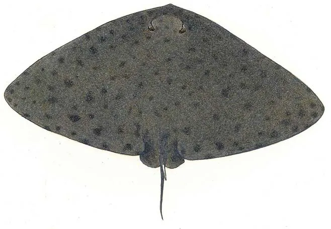 Backwater butterfly ray