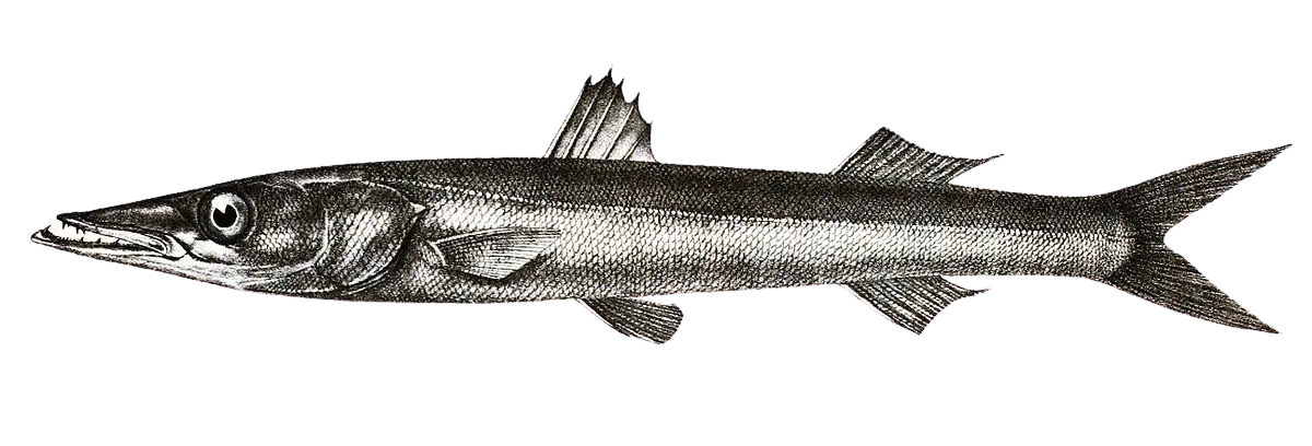 Sharpfin barracuda