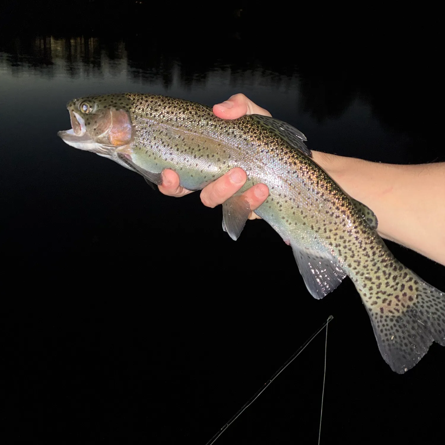 Rainbow trout caught on Fishbrain
