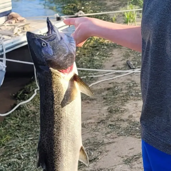 Steelhead caught on Fishbrain
