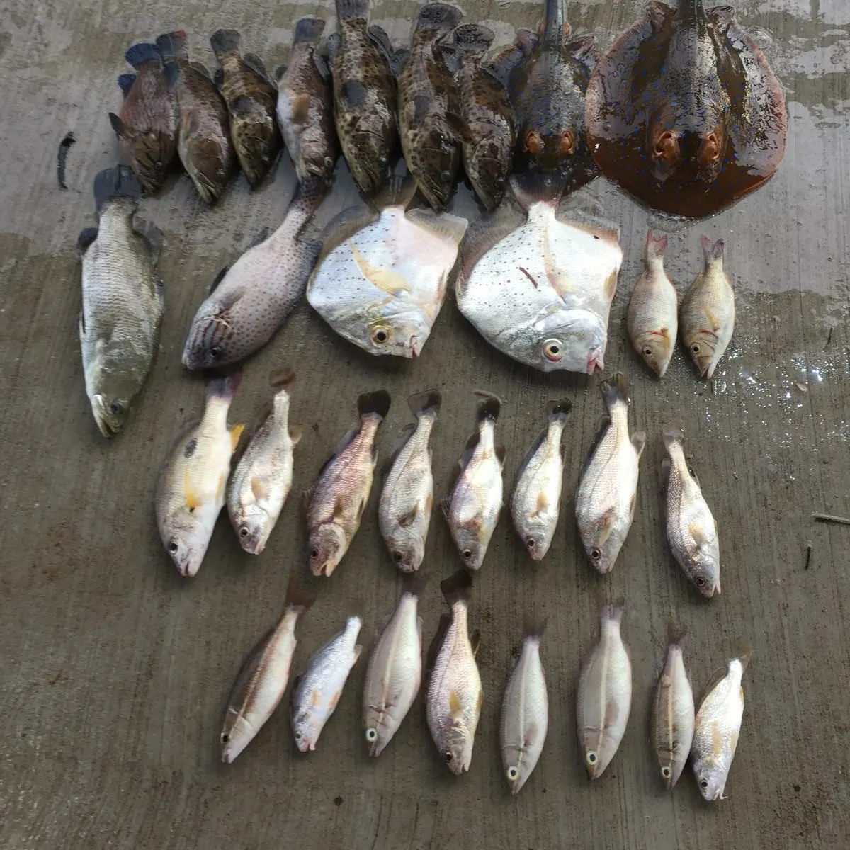 recently logged catches