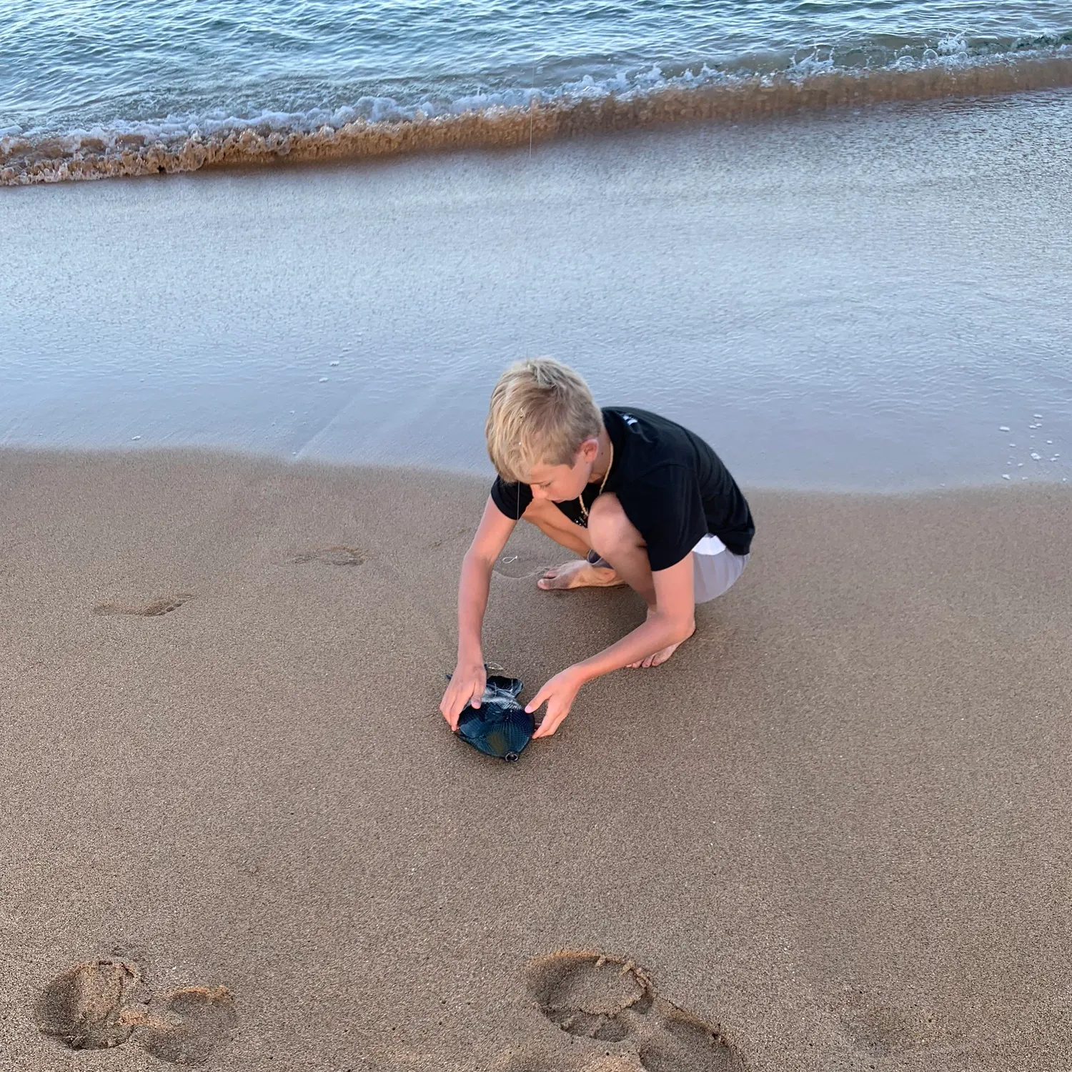 The most recent Indian triggerfish catches on Fishbrain