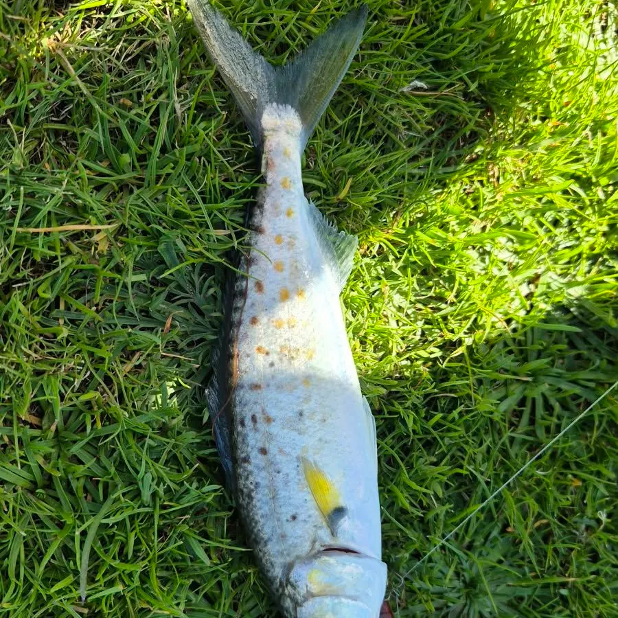 Eastern Australian salmon caught on Fishbrain