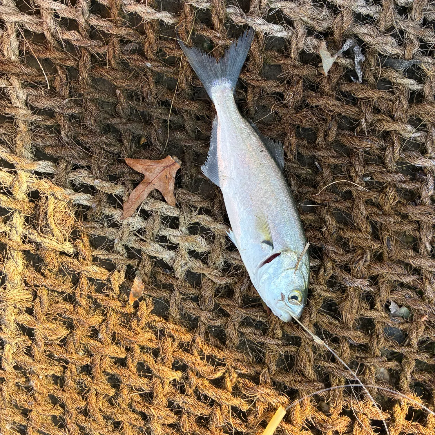 Bluefish caught on Fishbrain