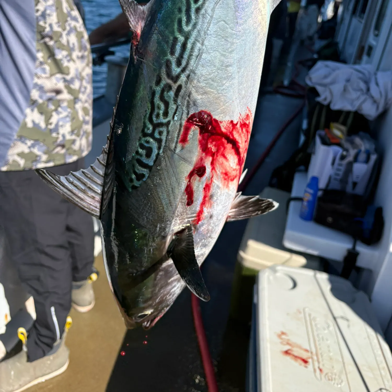 Little tunny caught on Fishbrain