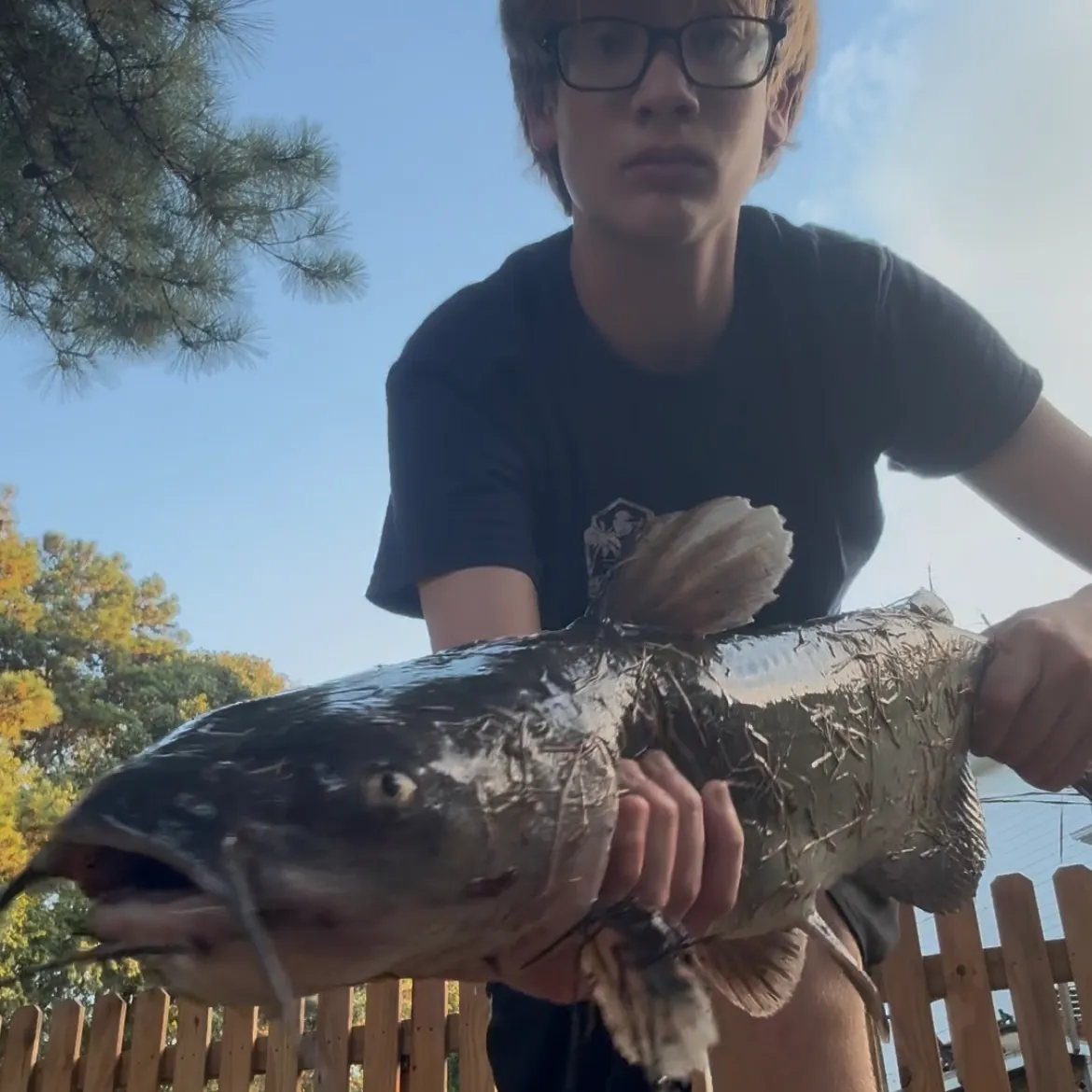 Channel catfish caught on Fishbrain