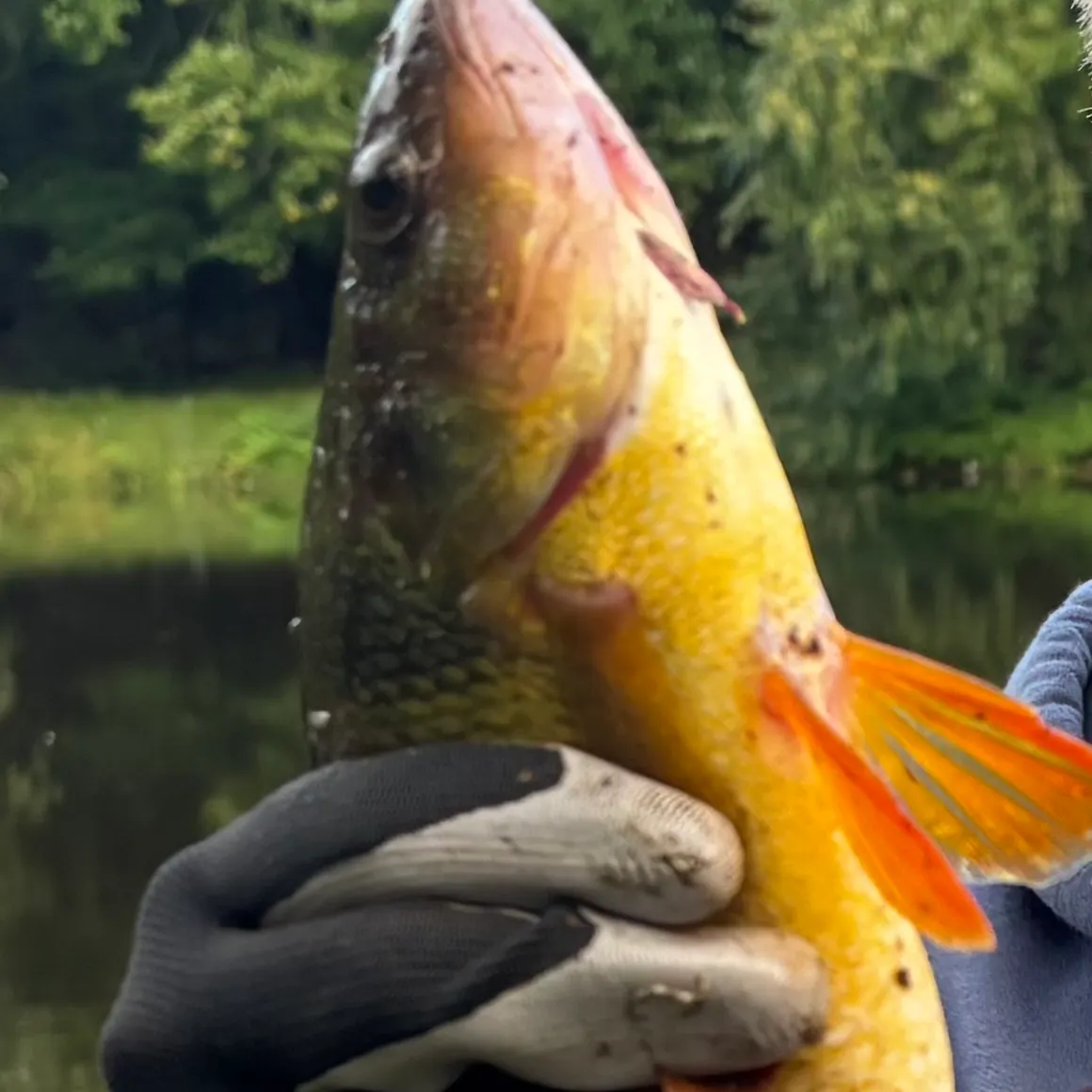 Yellow perch caught on Fishbrain