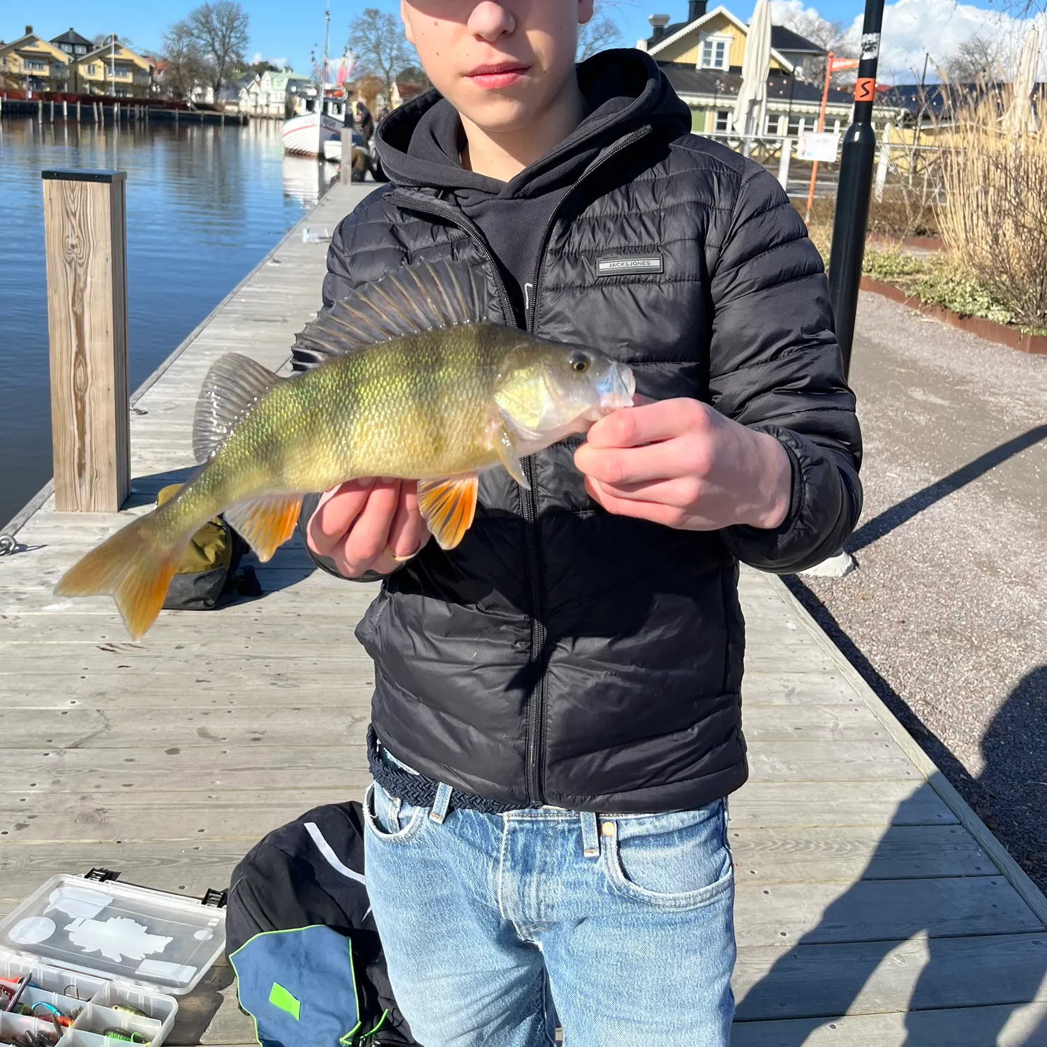 The most recent European perch catches on Fishbrain