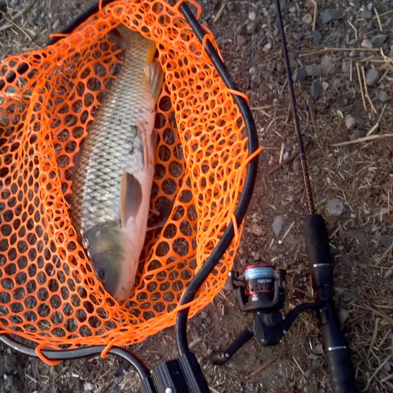 Common carp caught on Fishbrain