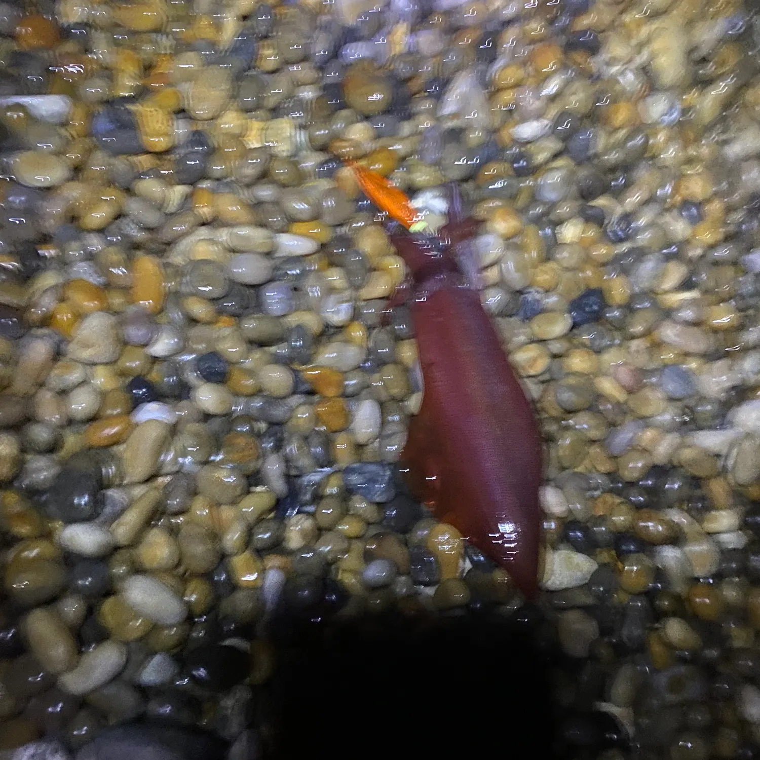 The most recent Gould's squid catches on Fishbrain