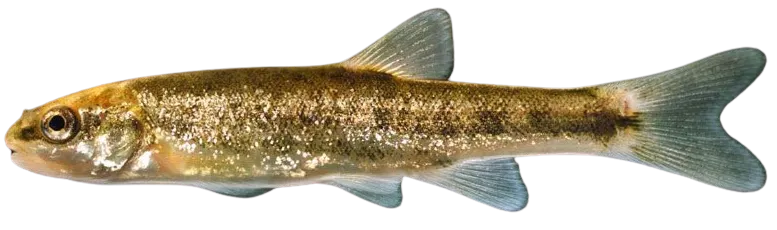 Speckled dace