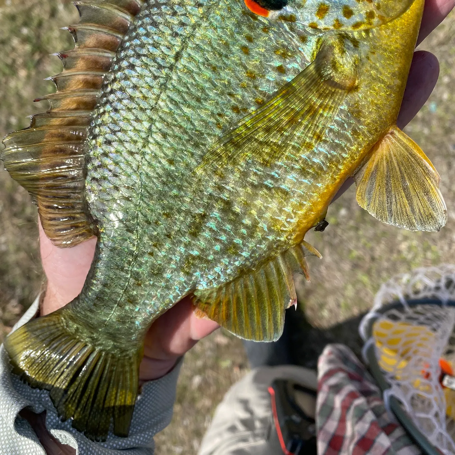 The most recent Redear sunfish catches on Fishbrain