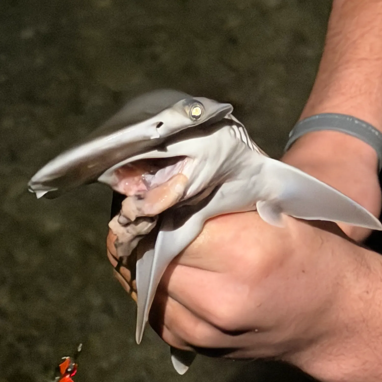 The most recent Bonnethead shark catches on Fishbrain