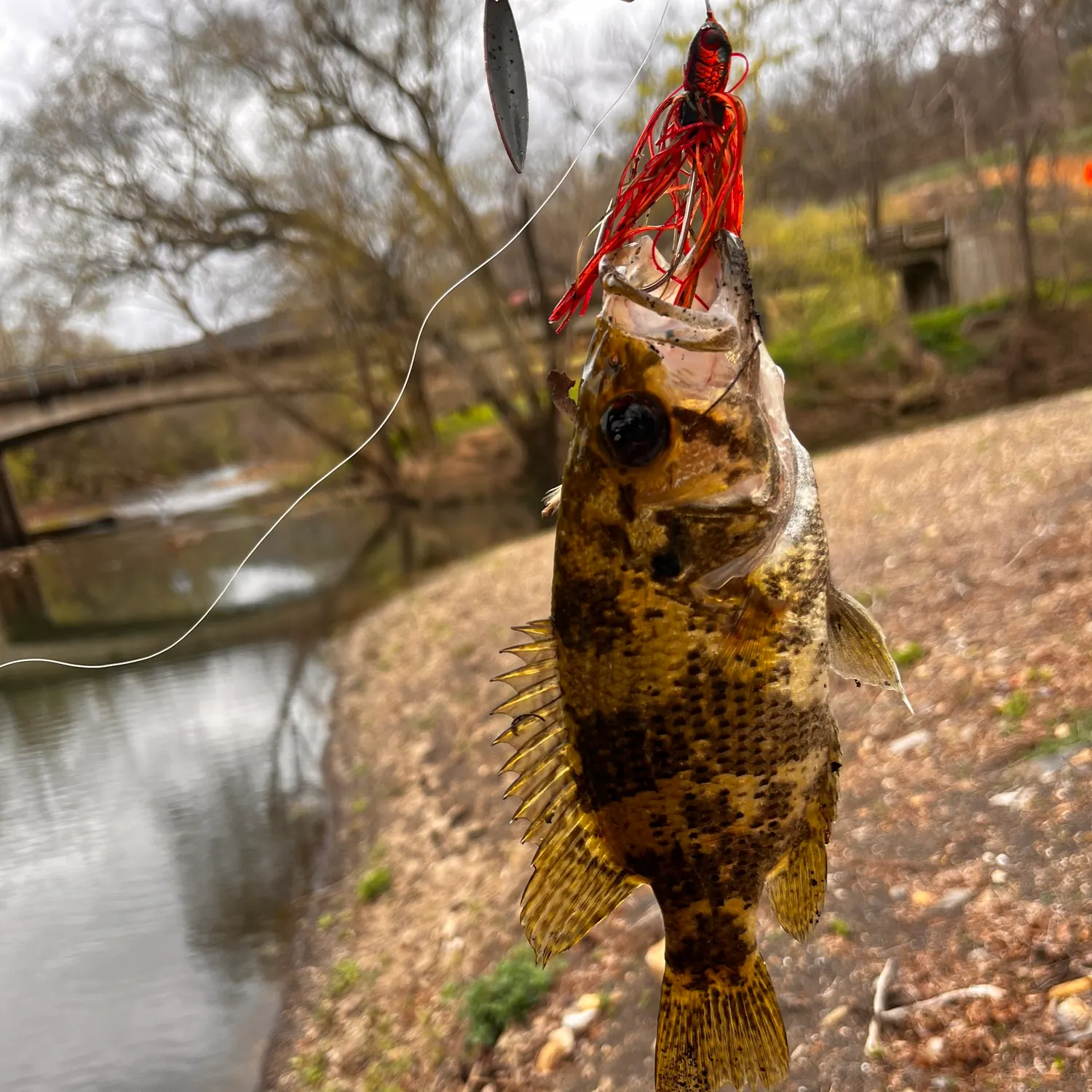 The most recent Shadow bass catches on Fishbrain