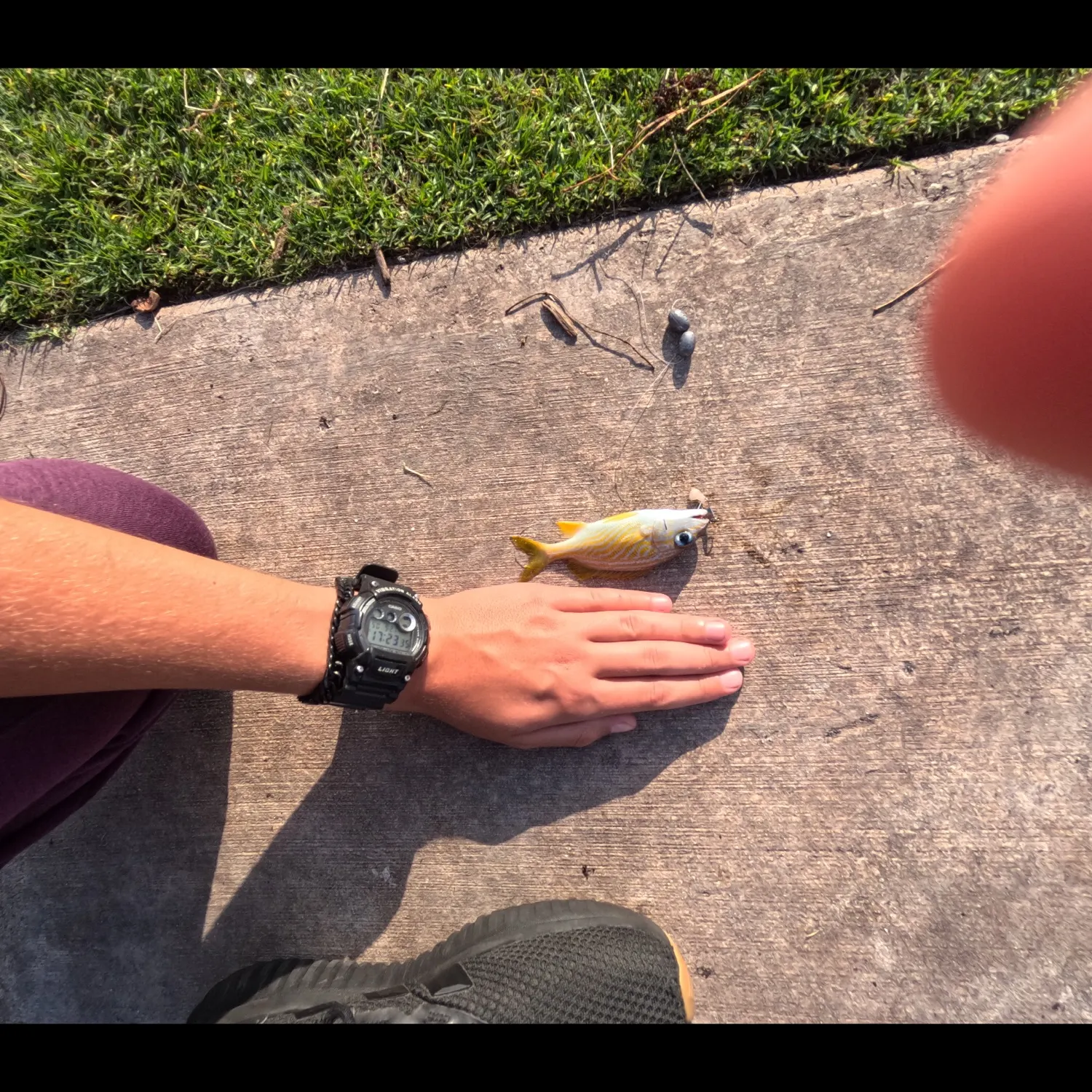 The most recent French grunt catches on Fishbrain